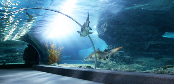 Aquarium of Veracruz